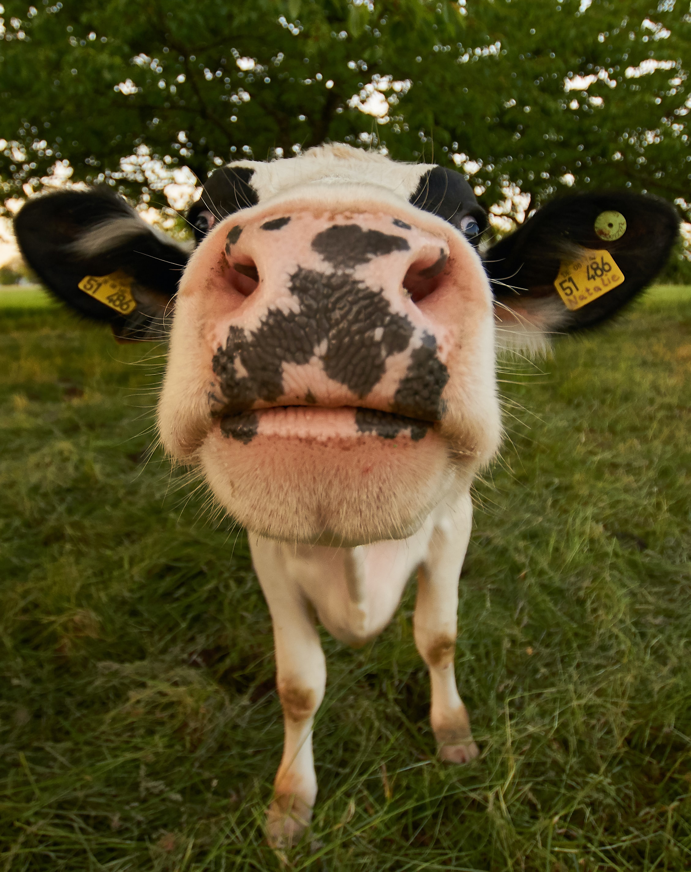 Cow looking at camera