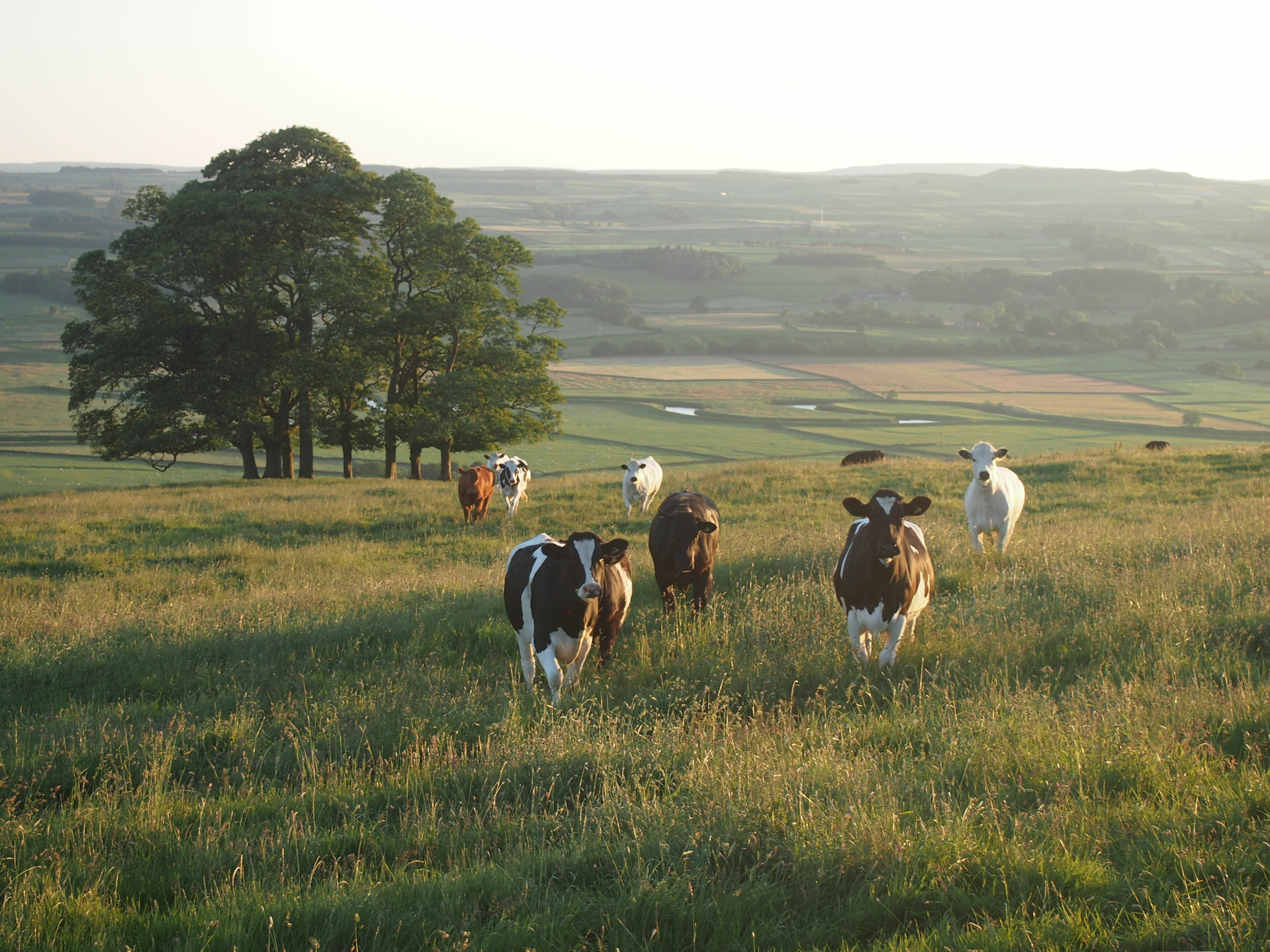 Herd of cows in pasture.